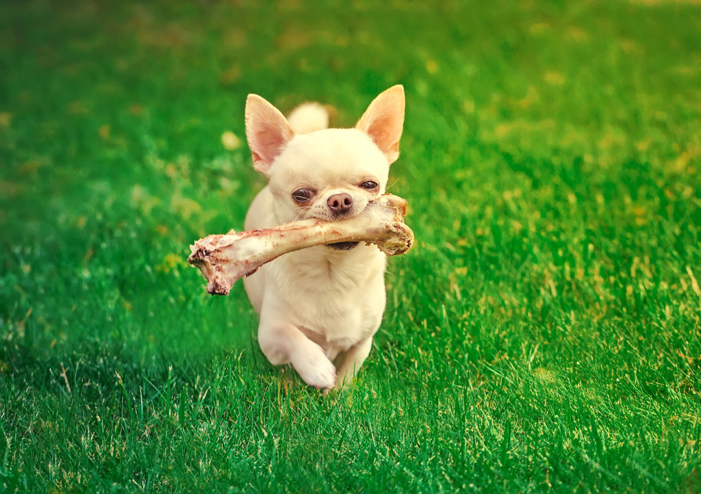 Cane chihuahua cammina in un prato con un osso in bocca