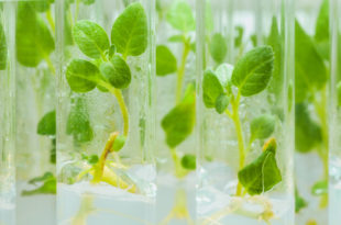 piante patata tubi provette laboratorio rna