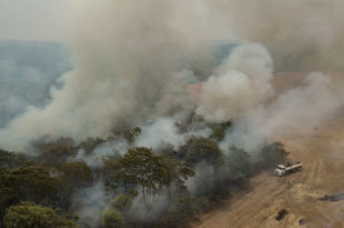 incendi amazzonia brasile animal equality deforestazione