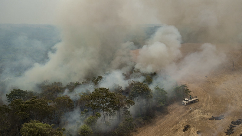 incendi amazzonia brasile animal equality deforestazione