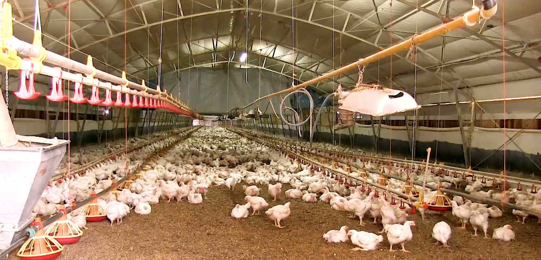 benessere animale, frame del video istituto zooprofilattico, allevamento galline