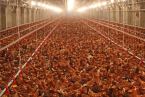 allevamento intensivo polli; concept: influenza aviaria
