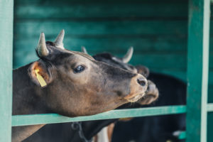 mucche in allevamento appoggiate al recinto