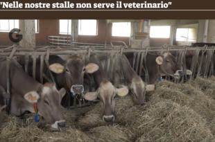 Parmigiano Reggiano veterinari
