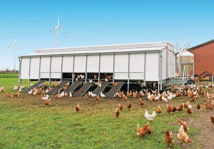 Perché è necessario eliminare le gabbie negli allevamenti di galline  ovaiole - LifeGate