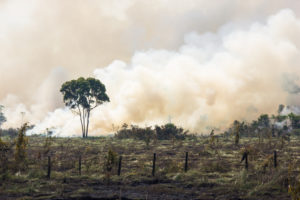 Foresta in Amazzonia brucia per lasciare posto a pascoli