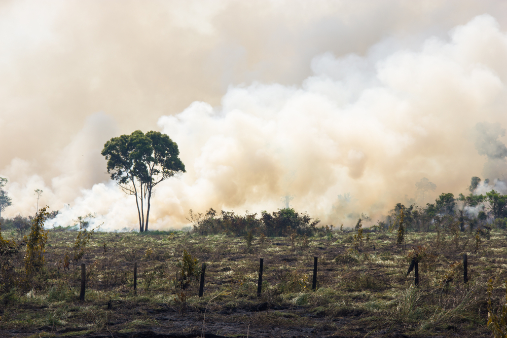 Deforestazione tramite fuoco nella foresta Amazzonica,concept: biodiversità