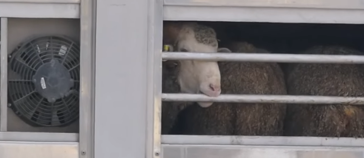 trasporto animali, pecore