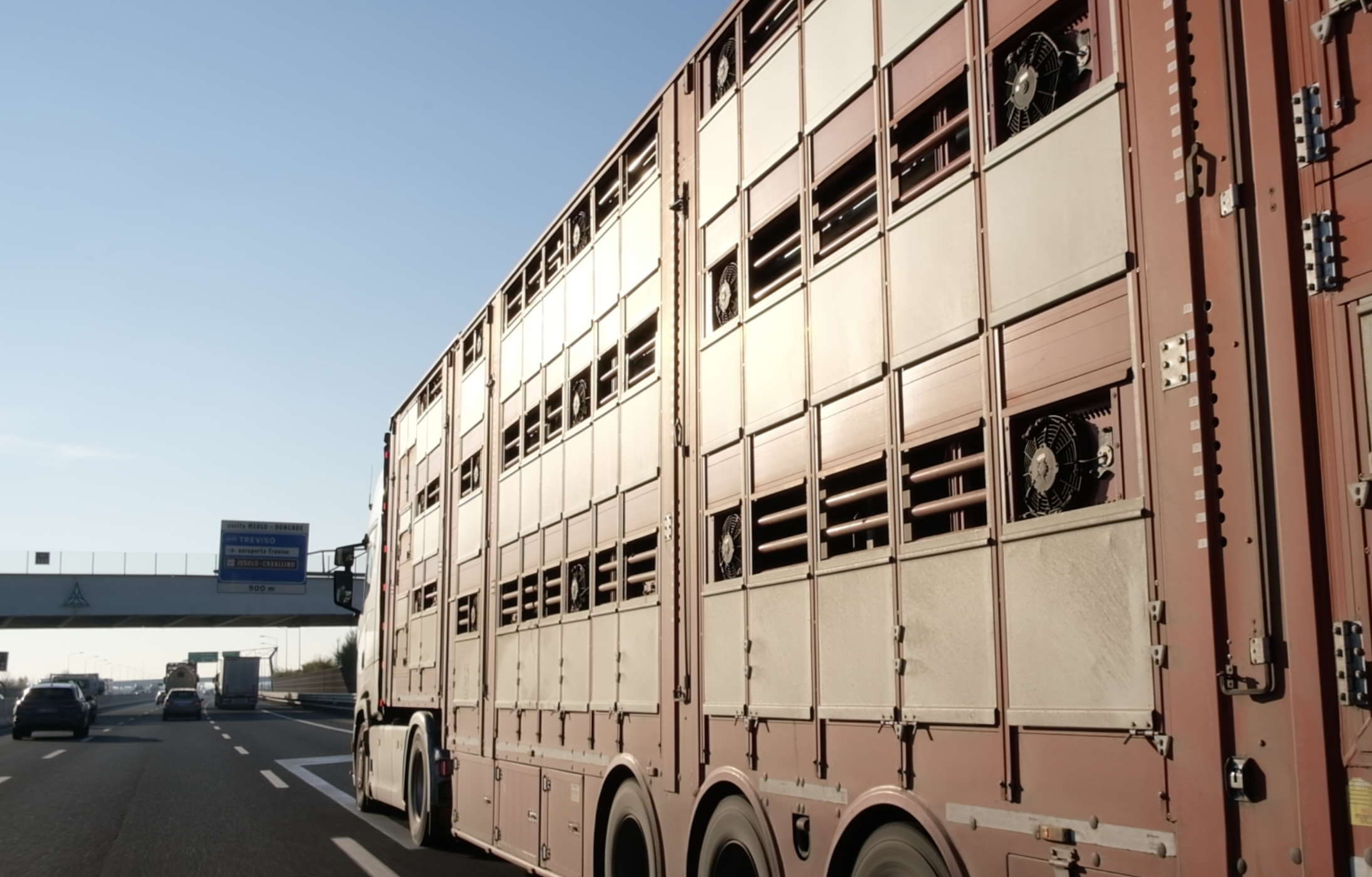trasporto animali, camion