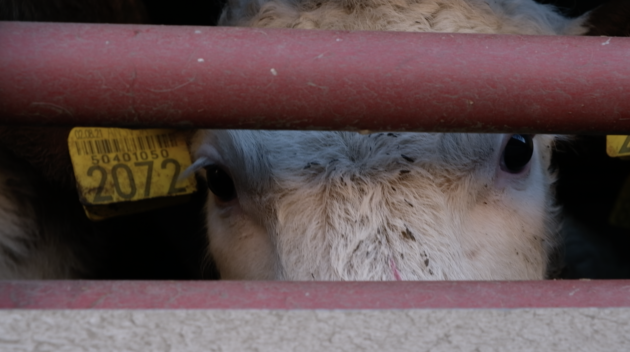 trasporto animali, vitello, sguardo dietro le sbarre