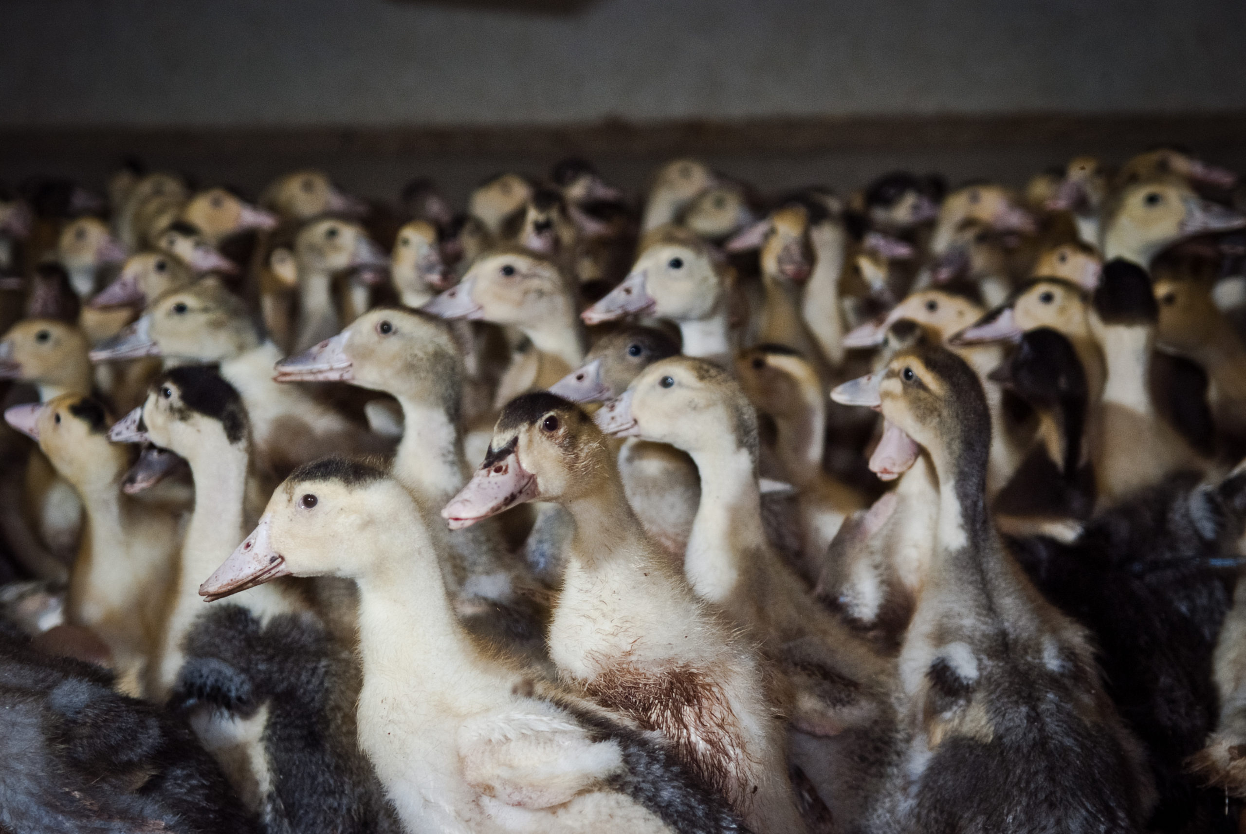 foie gras, anatre sovraffollamento allevamento