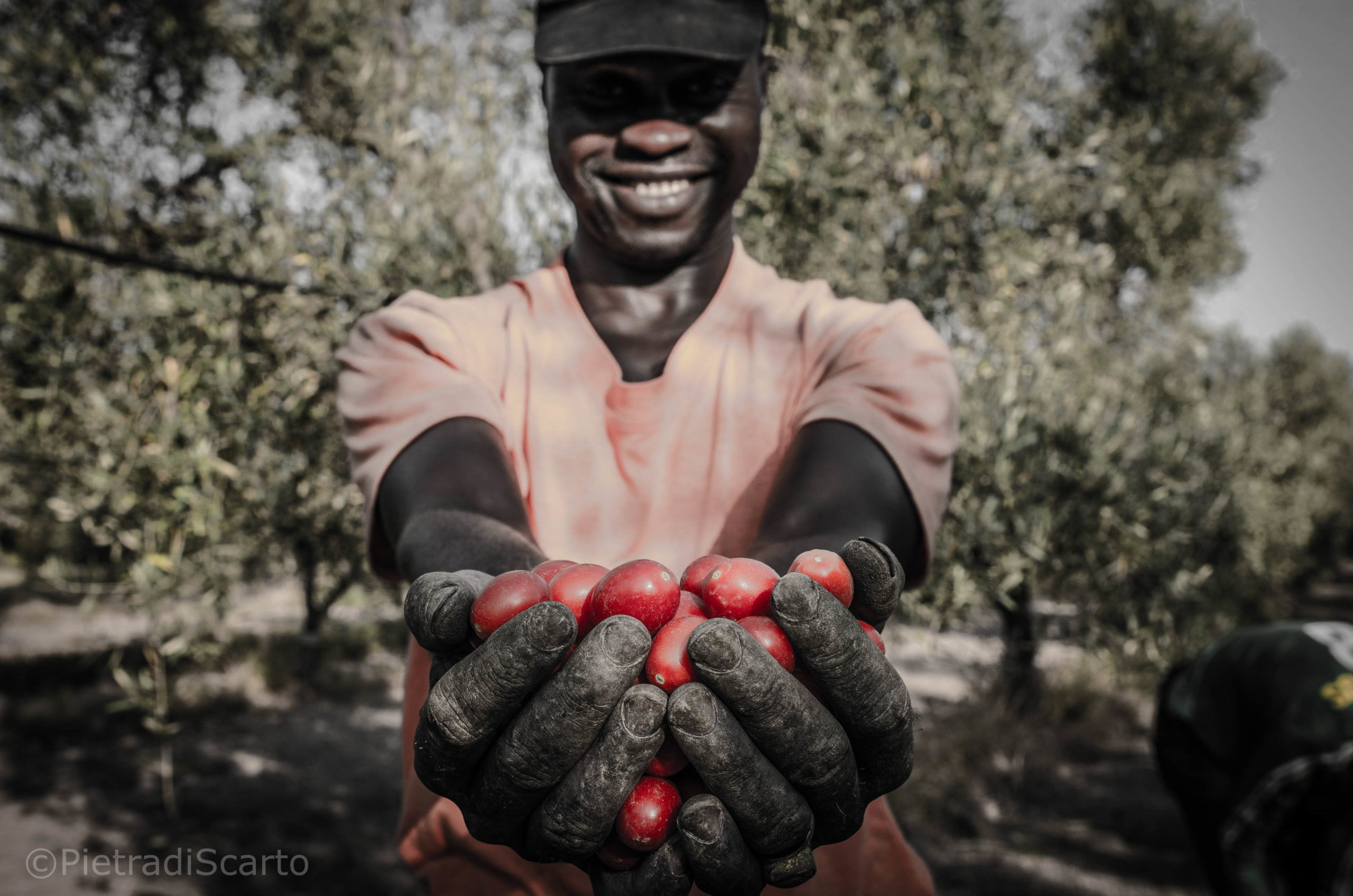 equo garantito, coltivatore di pomodoti, mani in primo piano piene di pomodori datterini