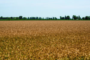 tritordeum, campo coltivato con cereale ibrido