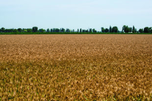 tritordeum, campo coltivato con cereale ibrido