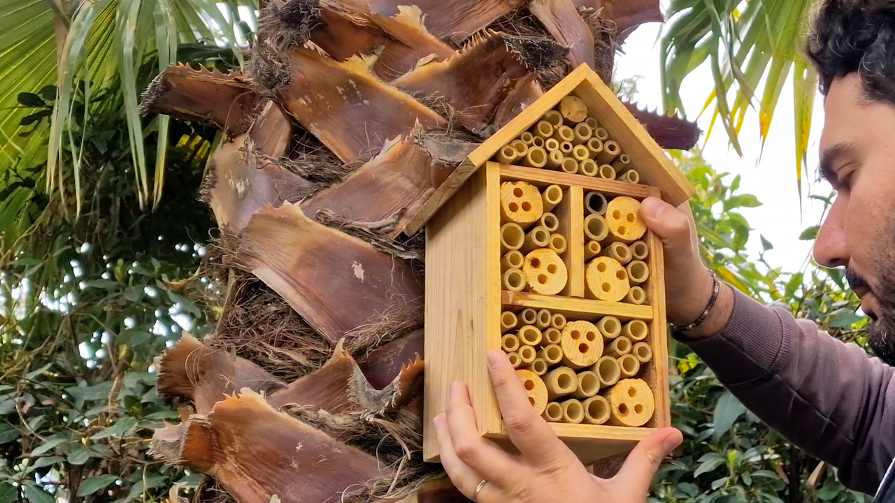 api, una casetta per insetti impollinatori viene installata sul tronco di una palma