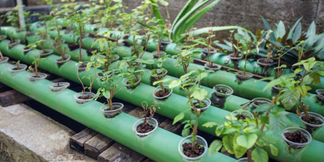 Acquaponica: una nuova tecnica sostenibile per coltivare ortaggi e non solo fuori dal suolo