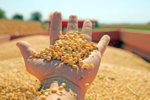 Raccolta e trasporto della soia coltivazione campi raccolta mano persone agricoltori contadini agricoltura PAC