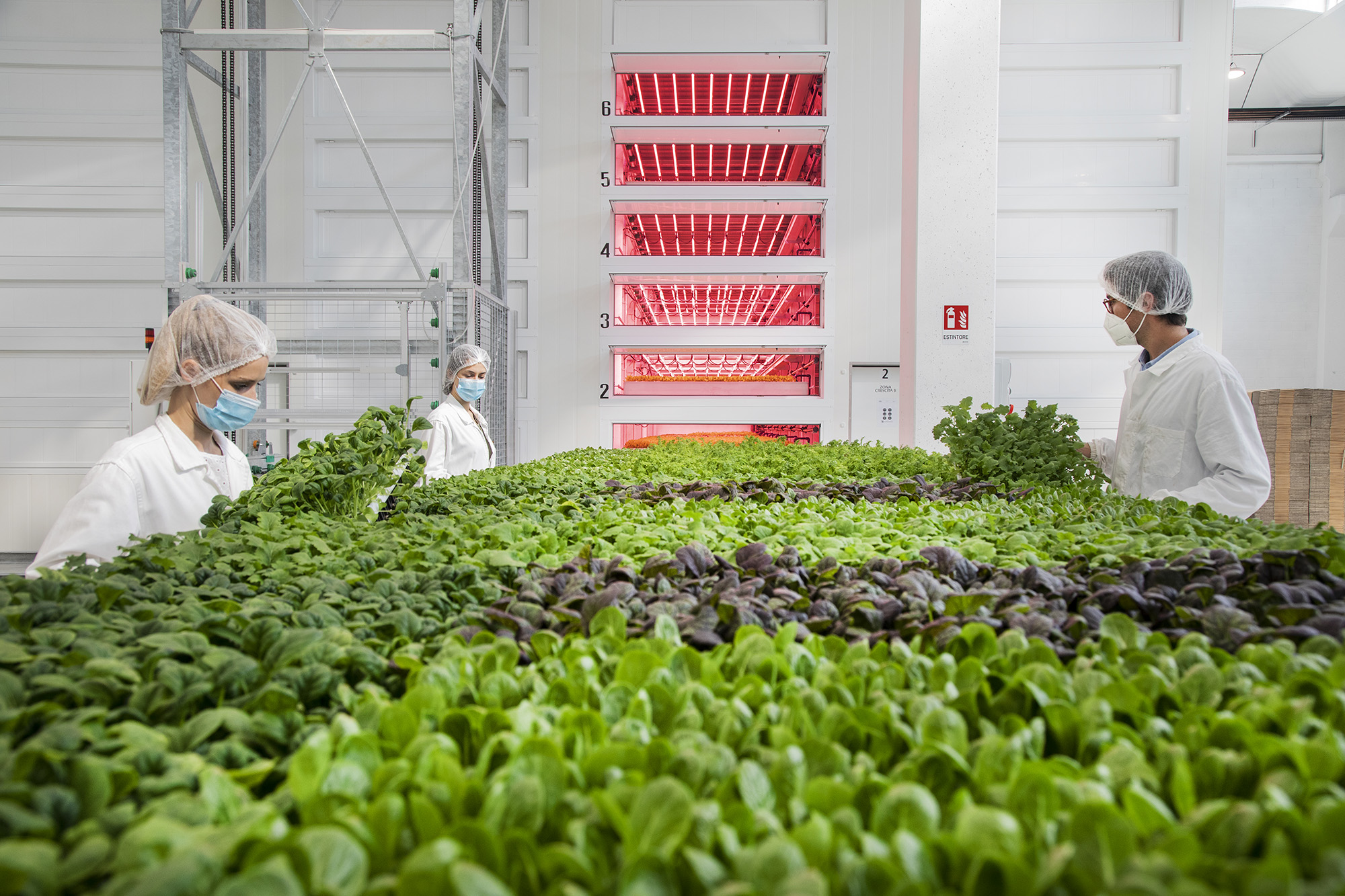 vertical farm, coltivazione di insalata nella struttura di Agricola Moderna, tre operatori in camice, mascherina e cuffia