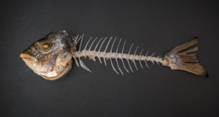 Lisca di pesce con testa e coda su sfondo nero