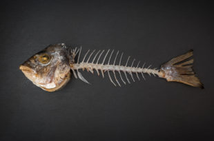Lisca di pesce con testa e coda su sfondo nero