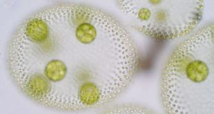 microalghe che compongono plancton viste al microscopio
