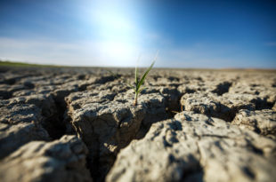 Piantina su una zolla di terreno essiccato dalla siccità