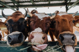 Primo piano ravvicinato di vacche in allevamento mentre mangiano