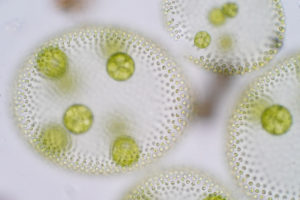 Volvox è un genere polifiletico di alghe verdi clorofite o fitoplancton. Vivono in una varietà di habitat di acqua dolce e marina