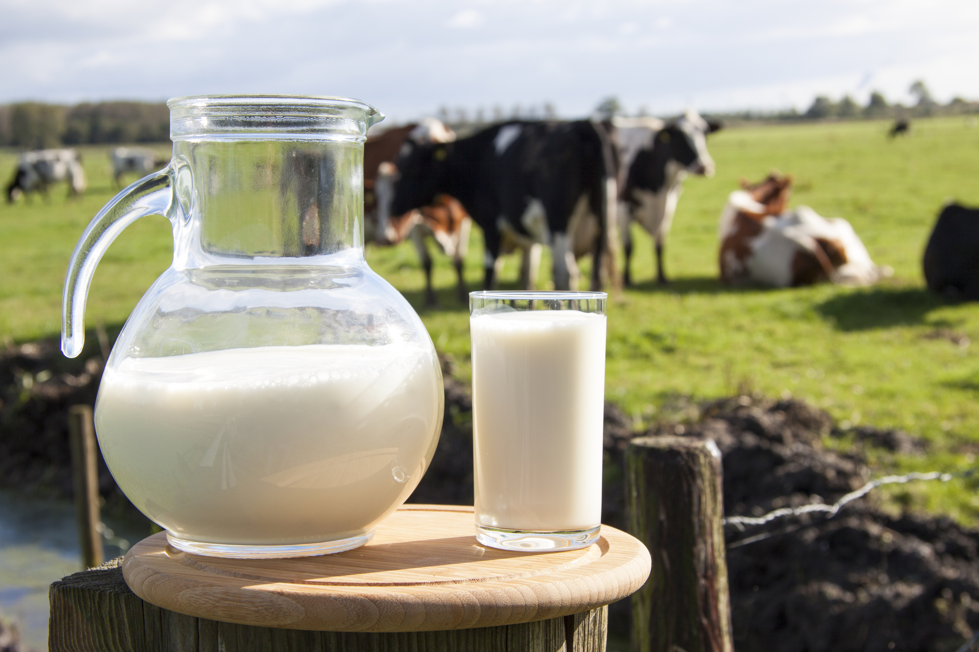 Caraffa e bicchiere di vetro con latte su tagliere di legno su sfondo di pascolo con vacche