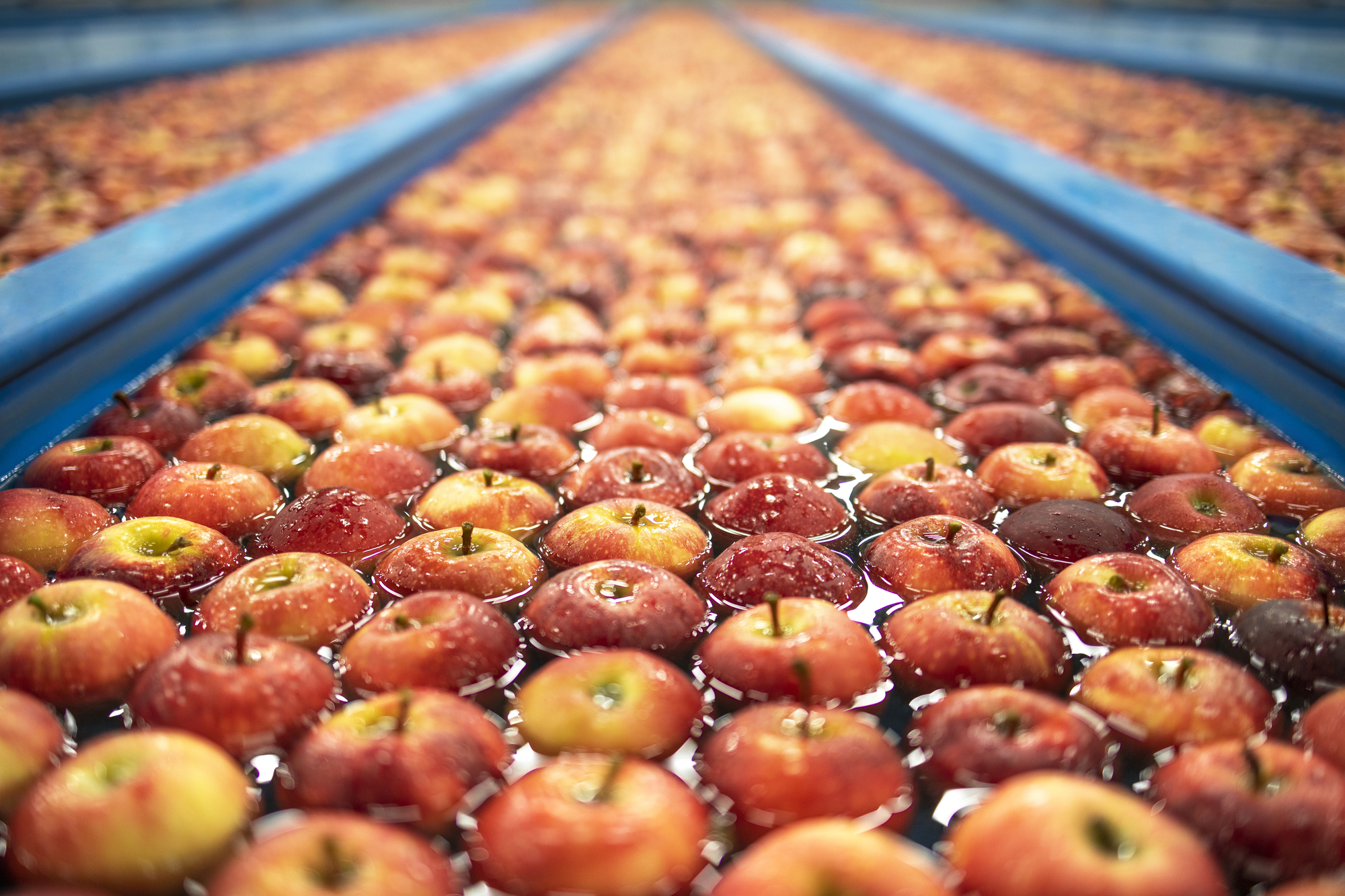 Impianto di lavorazione mele, nastro trasportatore con acqua; concept: bollini compostabili