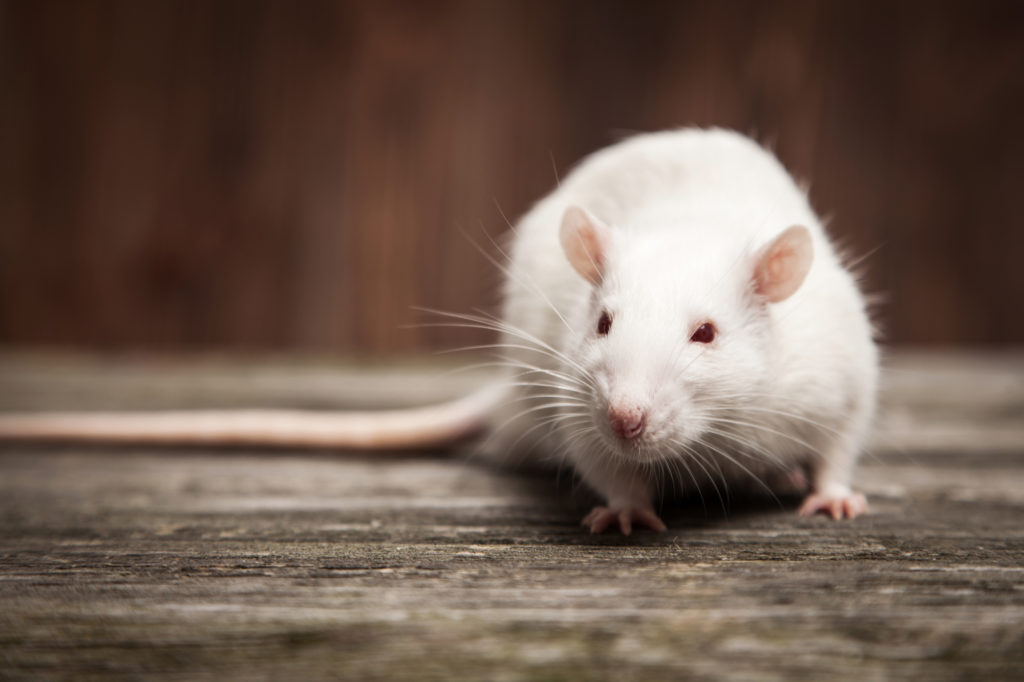 Ratto bianco su una superficie di legno