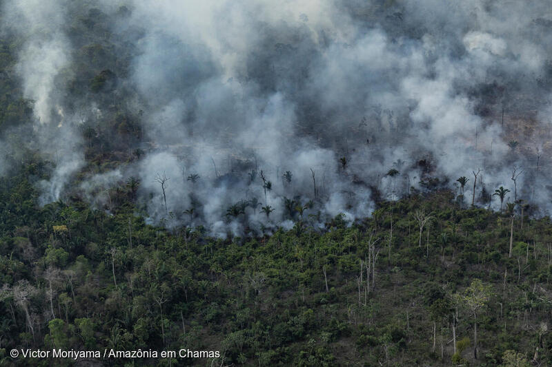 Foresta amazzonica che brucia, fumo, concept: deforestazione