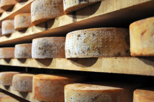 Forme di formaggio fontina in stagionatura su scaffali di legno
