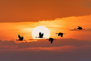 Uccelli selvatici - gru - in volo al tramonto