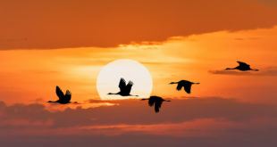 uccelli migratori in volo al tramonto
