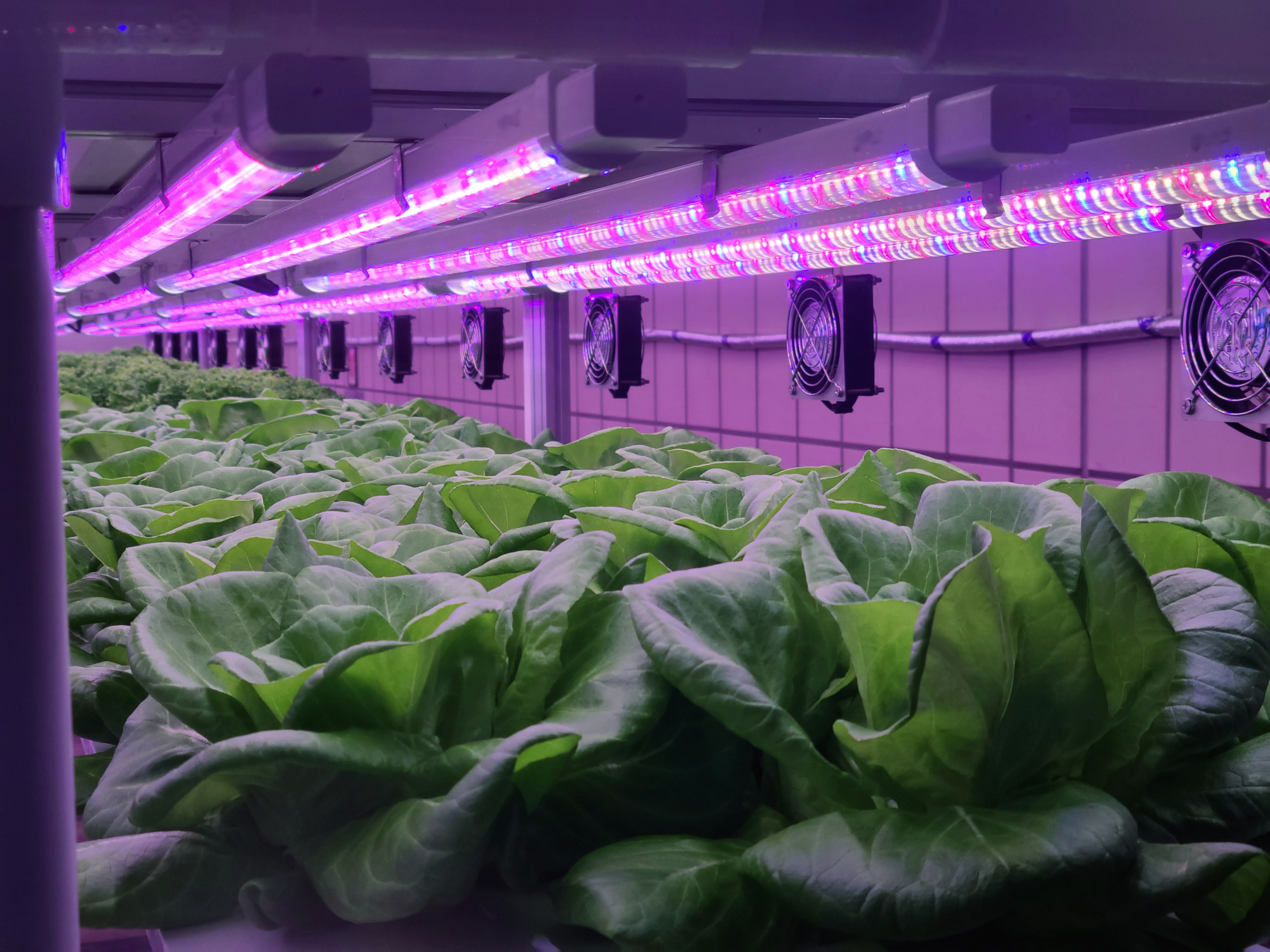 Vertical farming: Insalata coltivata in una fattoria verticale sotto un impianto a LED