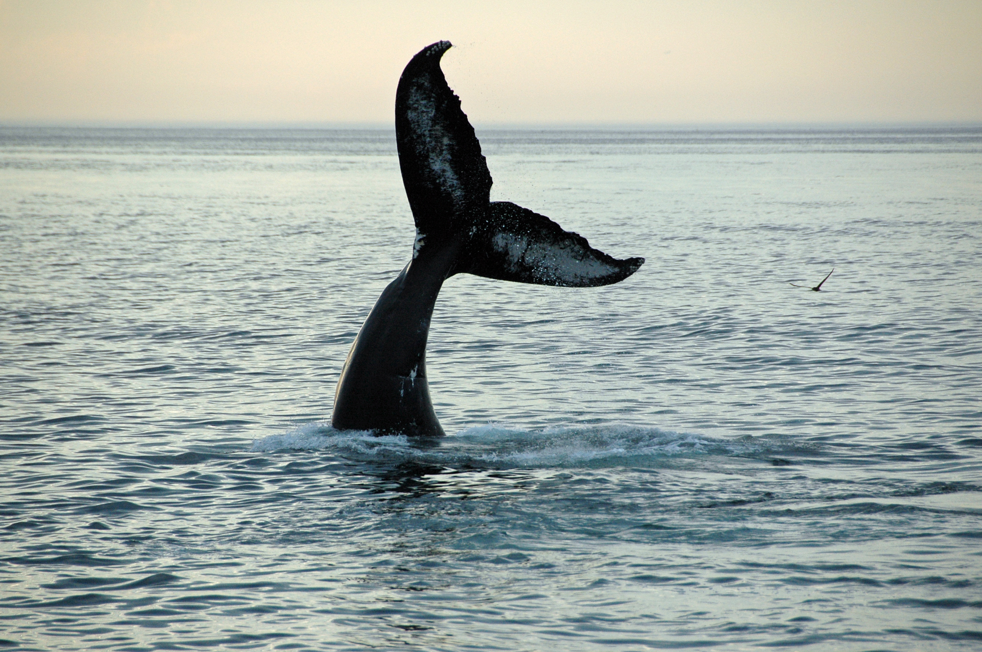 coda di balena megattera