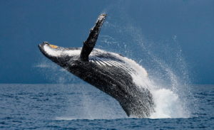 Balena che salta fuori dalla superficie del mare