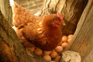 Uova di selva gallina cova