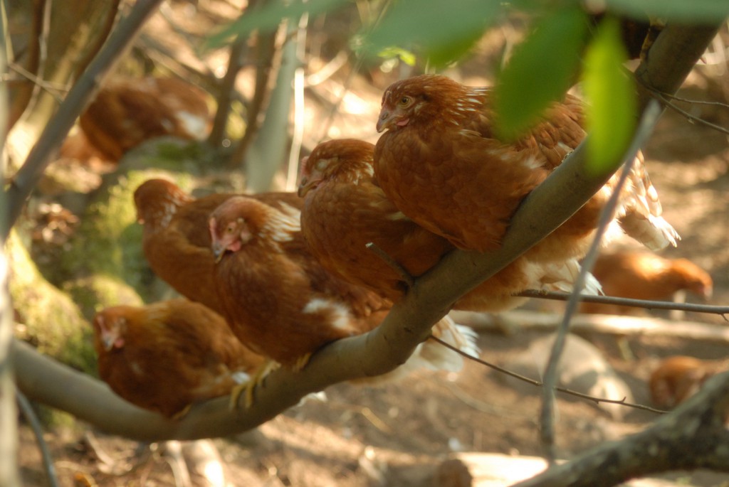 uovo di selva galline ramo