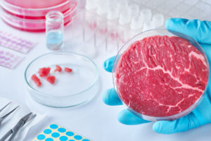 Campione di carne in un piatto di coltura cellulare in plastica monouso aperto in un moderno laboratorio o impianto di produzione. Concetto di carne pulita coltivata in vitro da cellule somatiche animali.