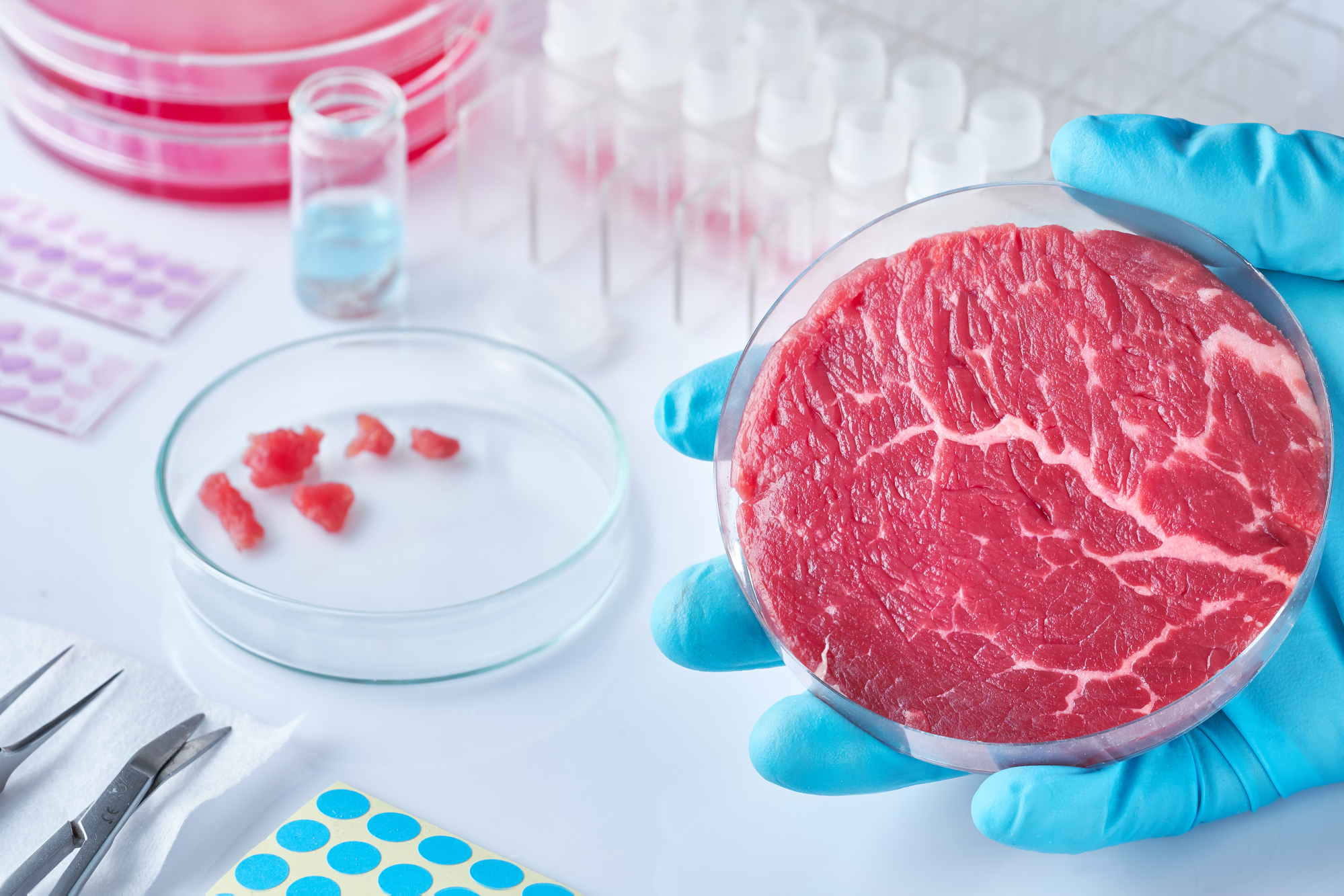 Carne coltivata in un piastra petri tenuta in mano; sullo sfondo attrezzatura da laboratorio