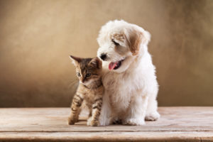 Migliori amici - gattino e piccolo cane soffice che si guardano di lato pet food feed animali cane gatto animali domestici