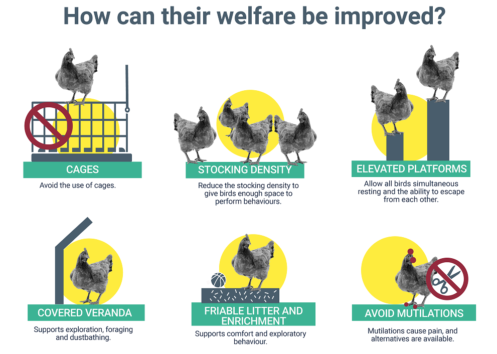Infografica Efsa benessere polli carne galline ovaiole