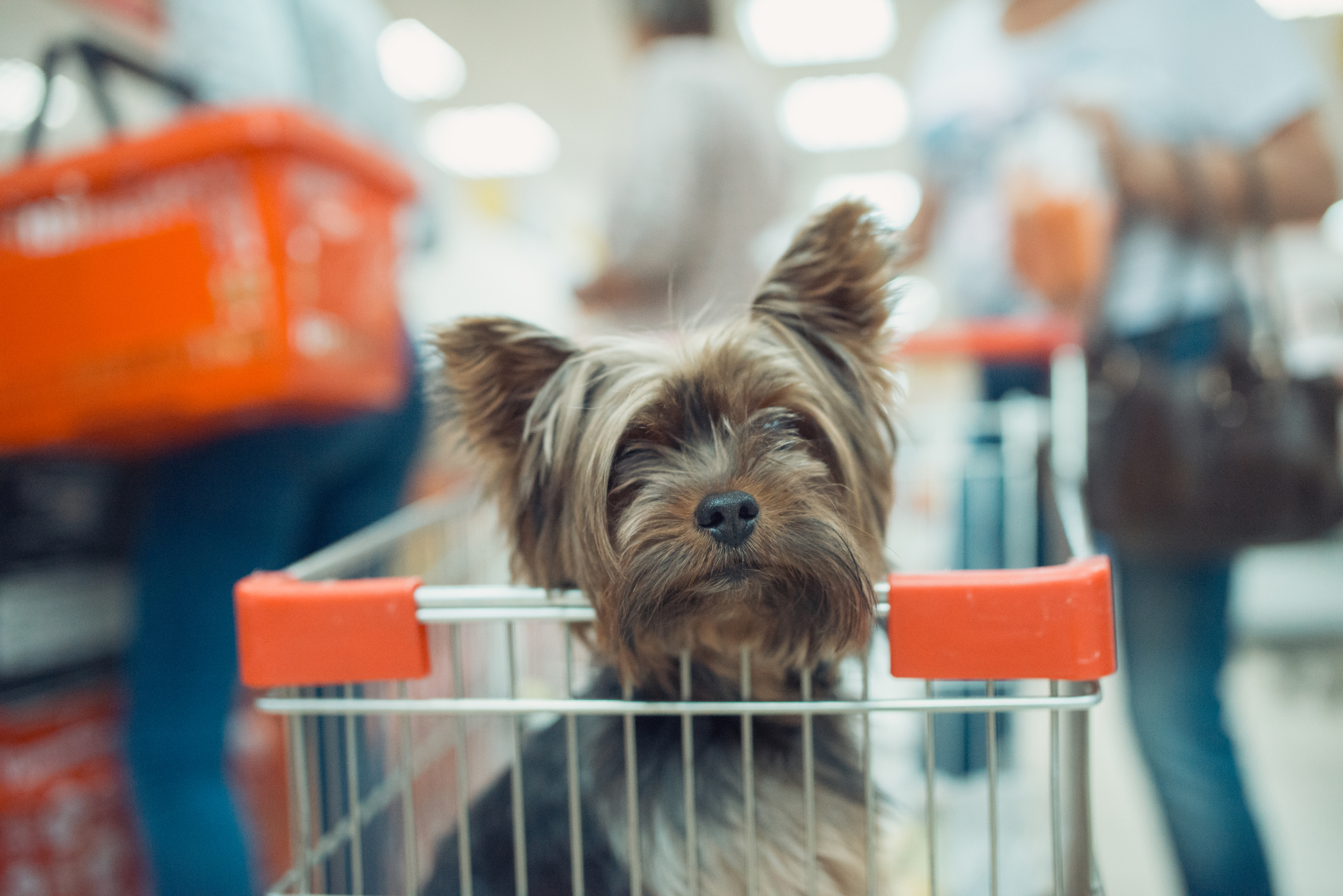Cane nel carrello all'interno di un supermercato