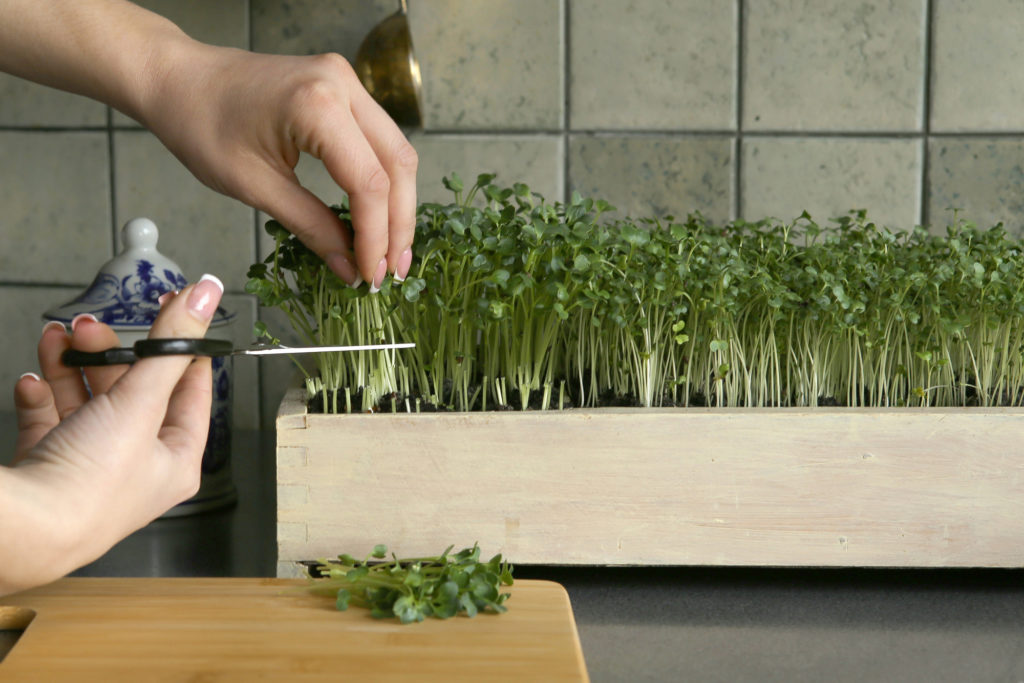 Donna taglia germogli o microgreens coltivati in cucina