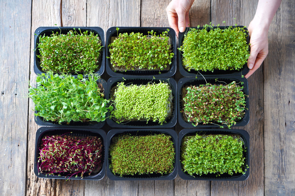 Sfondo di coltivazione di microgreens con germogli di microgreens sul tavolo di legno. Vista dall'alto.