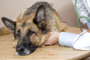 cane malato dal veterinario; concept avvelenamento cani