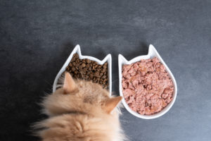 Gatto a pelo lungo mangia crocchette da una ciotola a forma di gatto, accanto a un'altra ciotola piena di cibo umido; concept: pet food