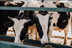 Mucche da latte o bovini mangiano fieno o mangime in un allevamento